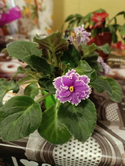 Кімнатні рослини