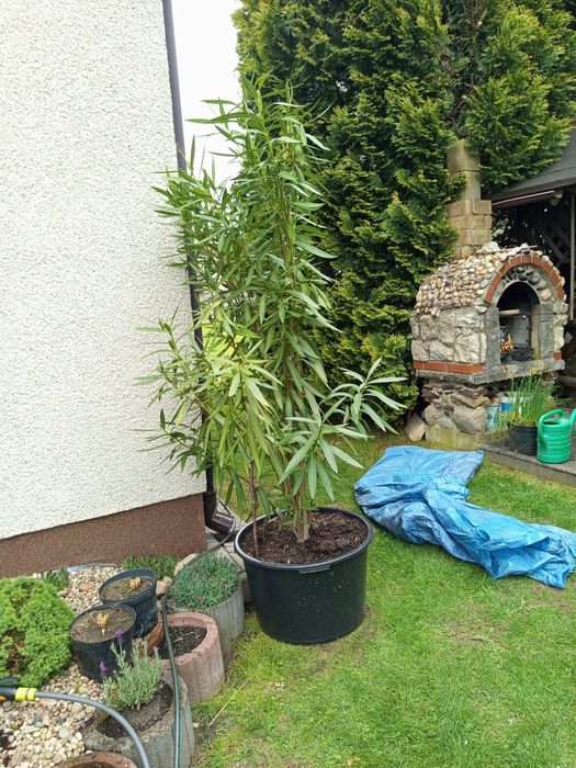 2x Oleander różowy wysokie kilkuletnie