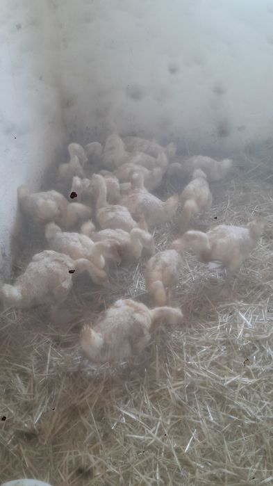 Gęsi Kołudzkie Białe