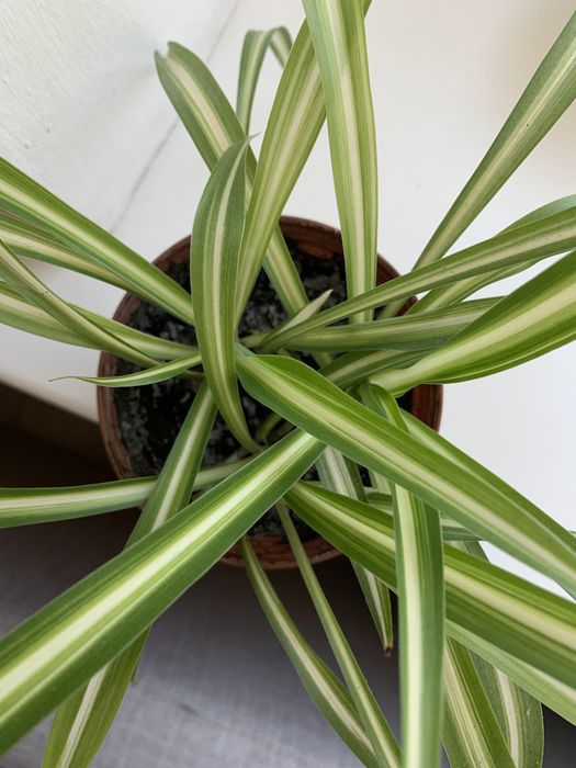 Хлорофітум