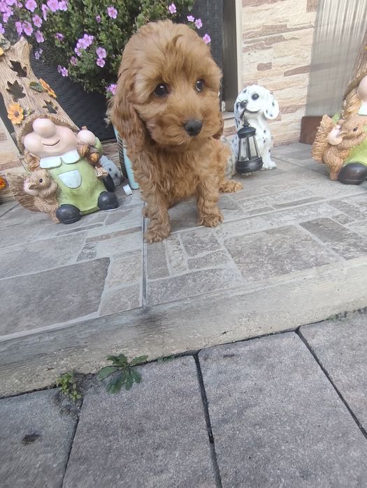 Cockapoo dziewczynka
