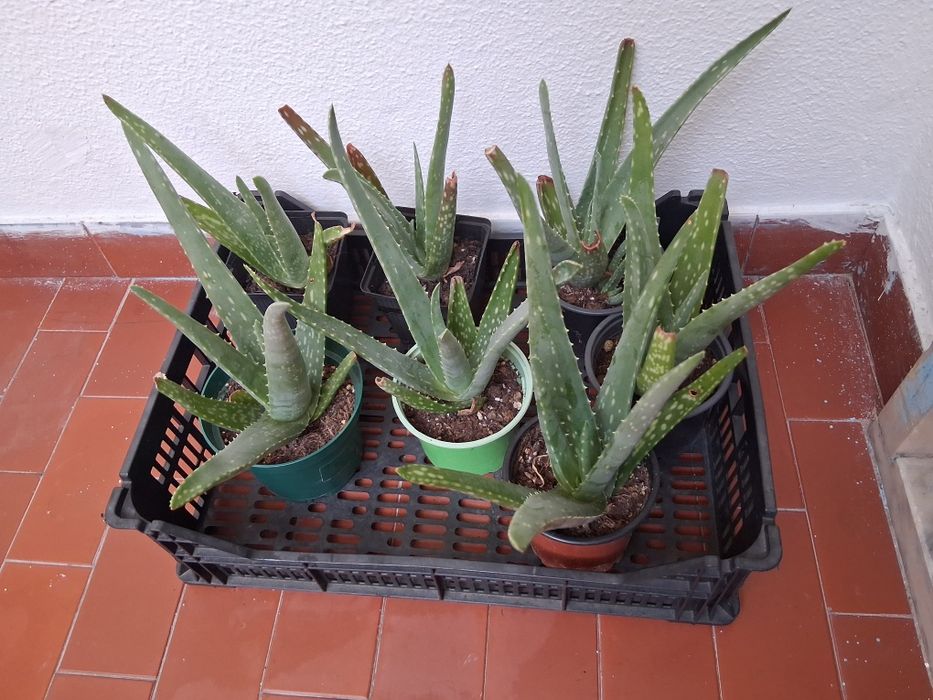 Mudas de Aloe Veras Medicinais