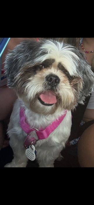 Oddam w dobre rece pieska rasy shih tzu