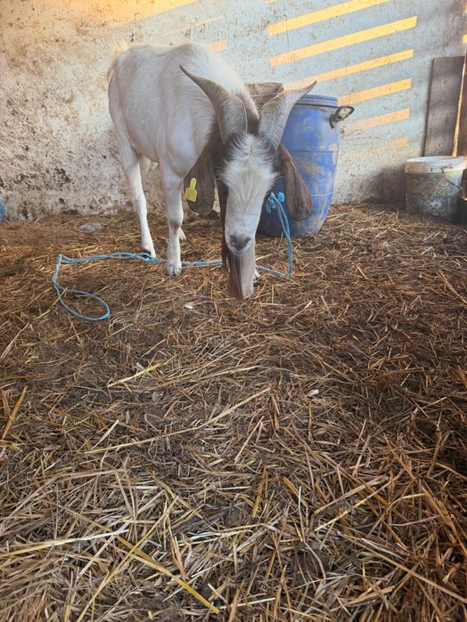 Cabrito macho de raça