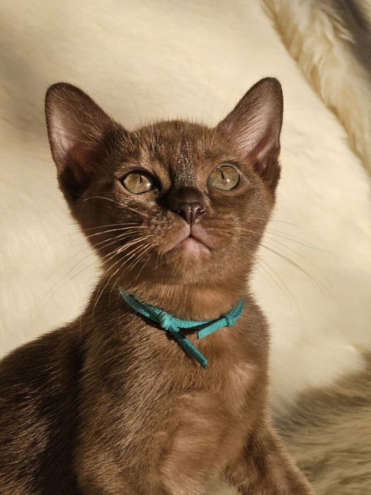 Бурма Европейская