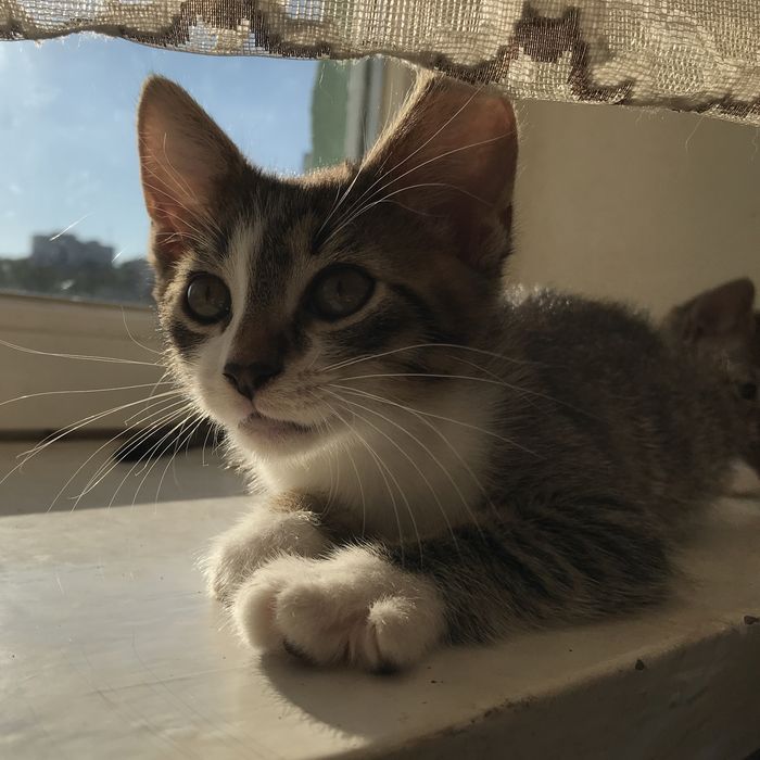 Котята в хороші руки безкоштовно
