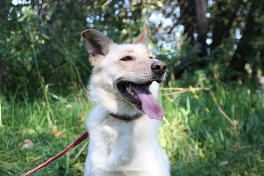 Suczka Sonia, oddam psa, psy, adopcja