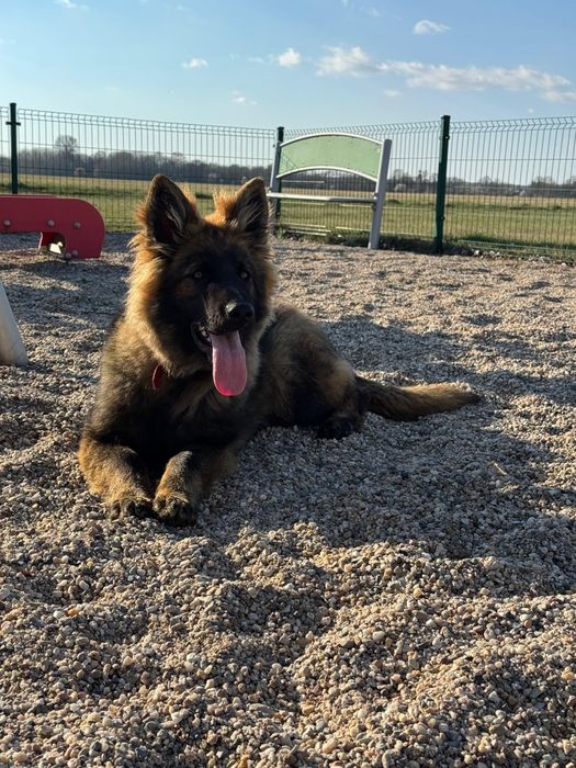 Owczarek Niemiecki Długowłosy Staroniemiecki