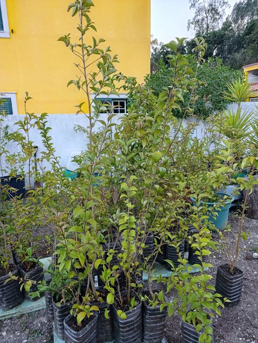 Vedação viva, lote 35 arbustos, Ligustrum japonicum, jovens e podados