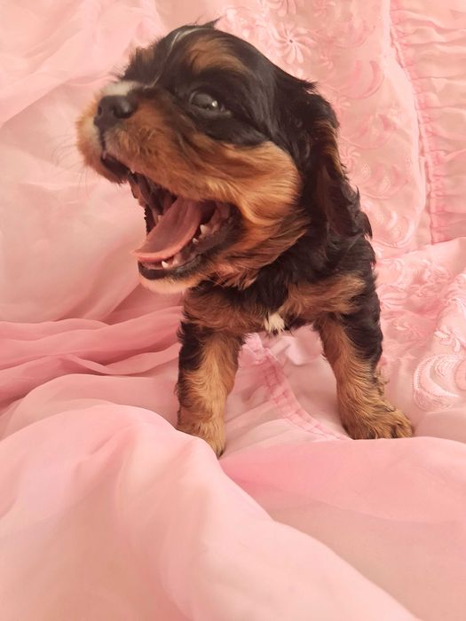Cavalier King Charles Spaniel