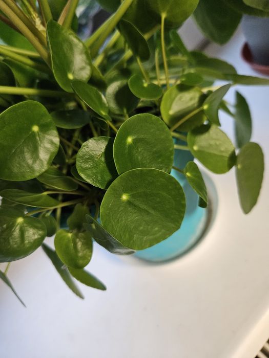 Młode sadzonki pieniążka - Pilea peperomioides