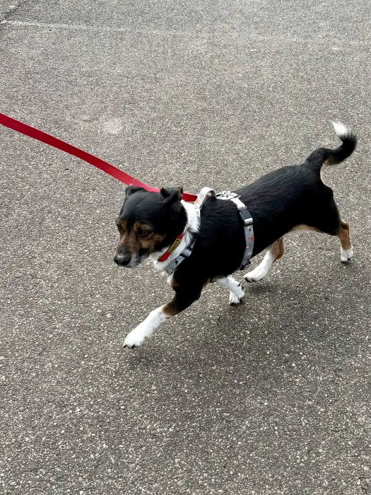 Sliczny, 5 letni piesek do adopcji
