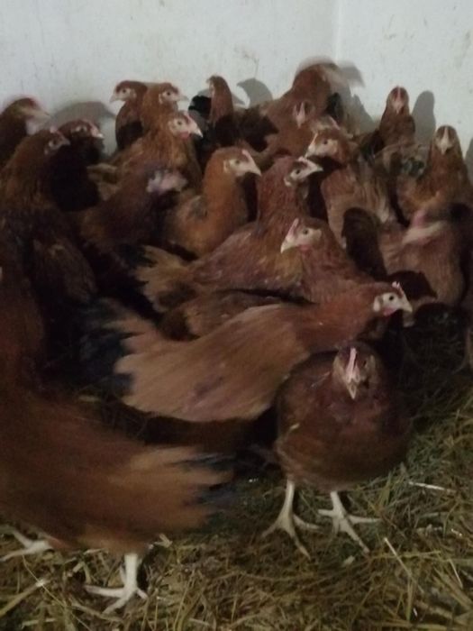 Sprzedam kury nioski rossy młode 19 tygodni