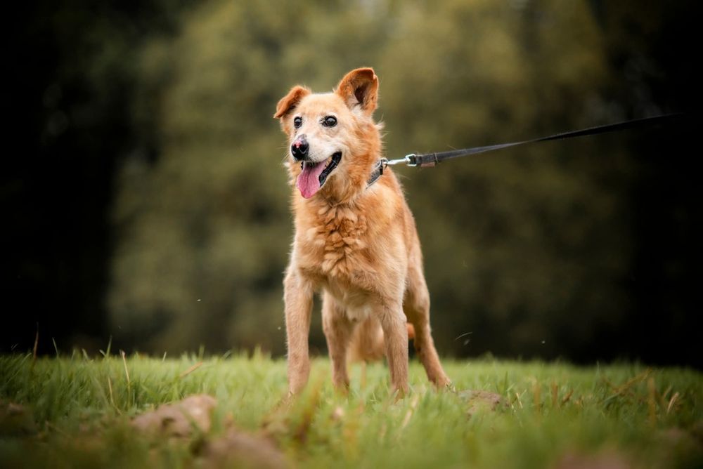 Beżowy puchaty piesek szuka domu
