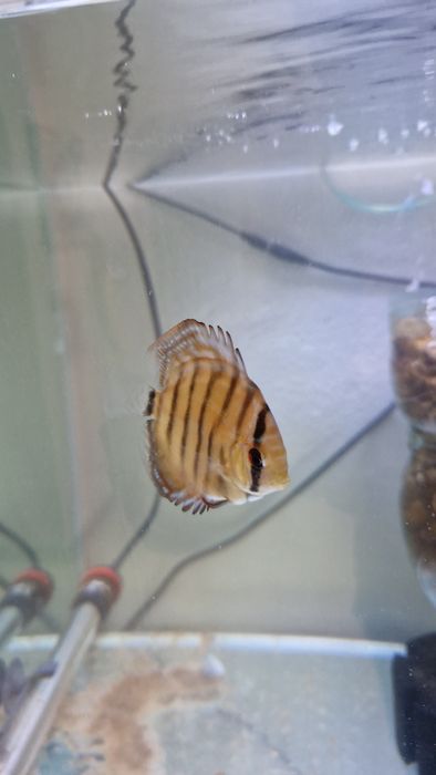 Discus juvenis red cover X turquesa