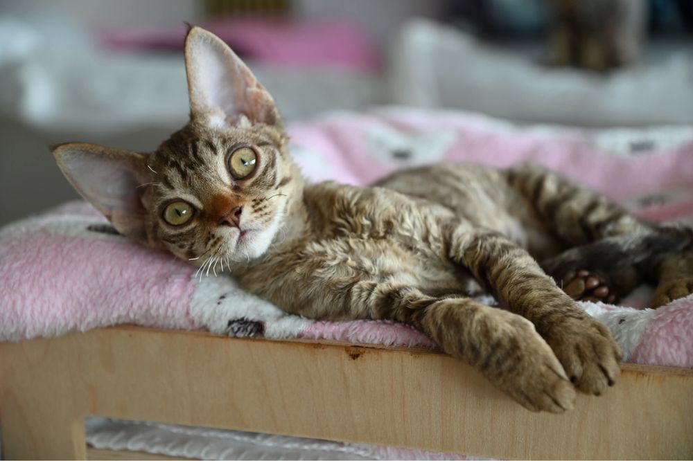 Koteczka Devon Rex Tofi