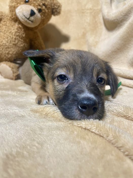 Чудо хлопчик чекає на тебе