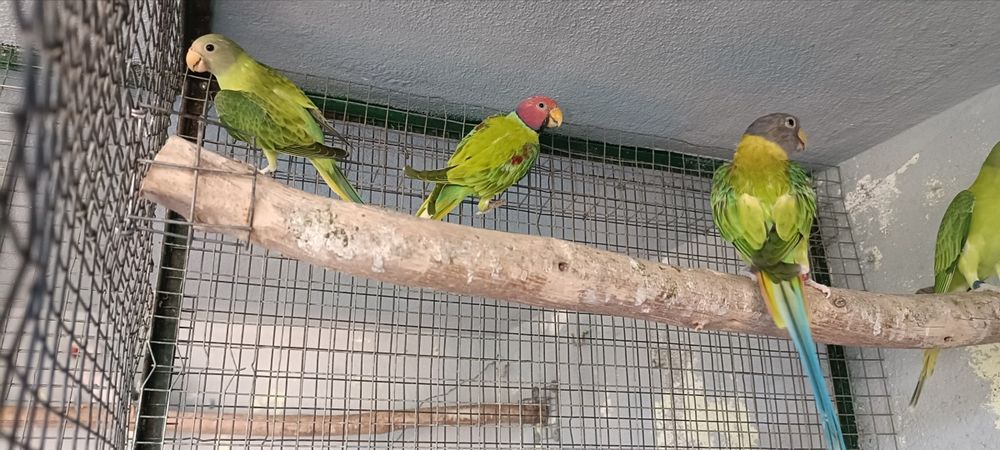 cabeças ameixa opalinos 2026 casal