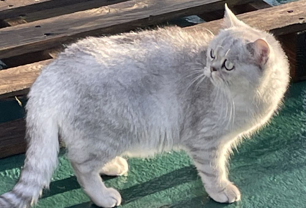 Scottish  silver tabby chinchila