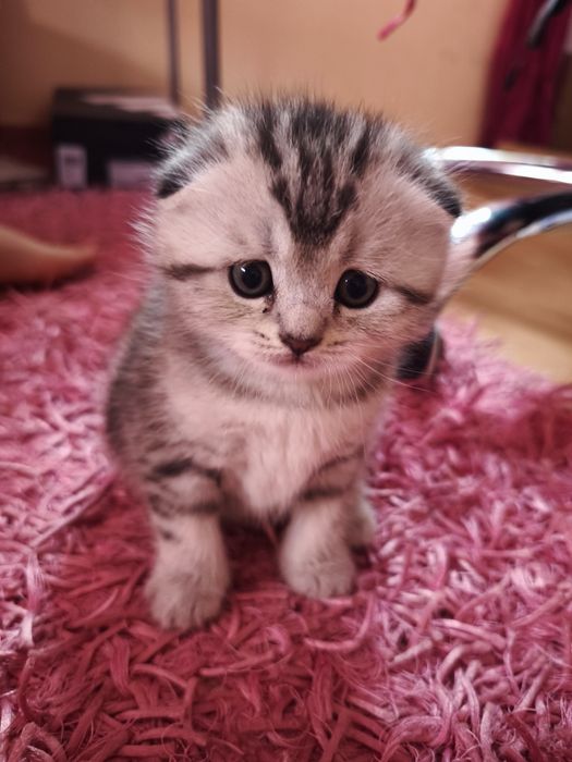 Gato Scottish Fold