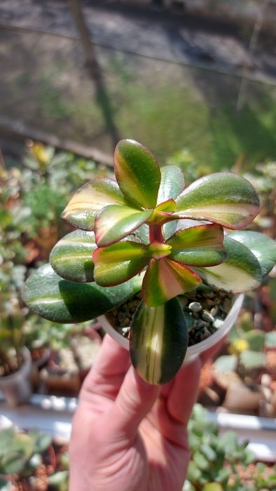 Crassula Roger Hyan  rare crassula*