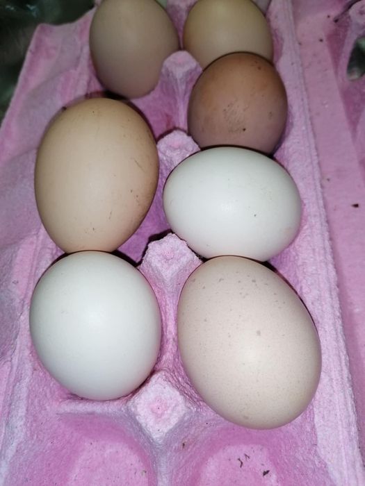 Vendo ovos caseiros