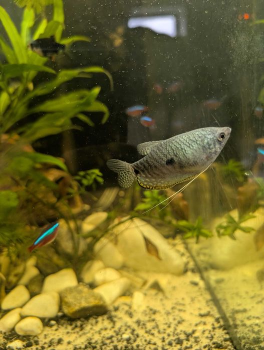 Oddam dwa skalary i jednego gurami, rybki zdrowe i w dobrej kondycji.