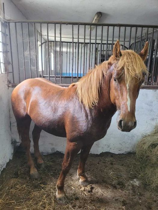 Sprzedam ładnego ogiera, ogier ,koń