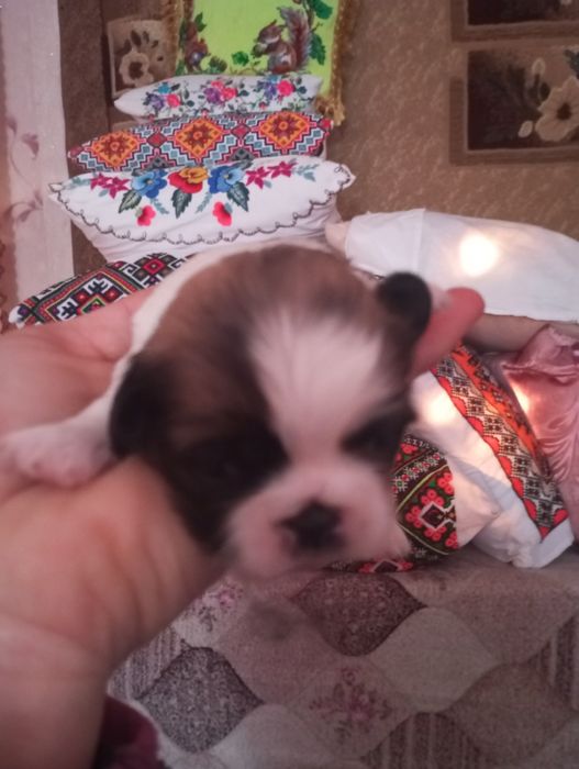 Продам щенков королівський пікінес