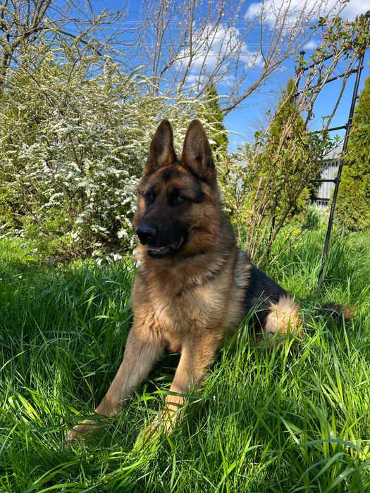 Німецька вівчарка -вязка