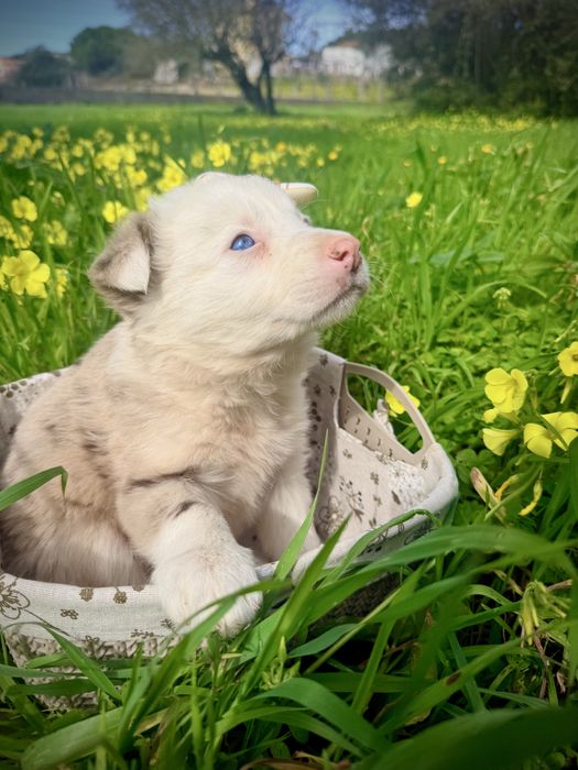 Menina border collie red merle olhos azuis