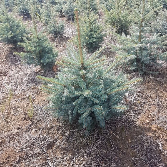 Swierk Srebrny Picea 100/125 PRODUCENT J.Kaukaska