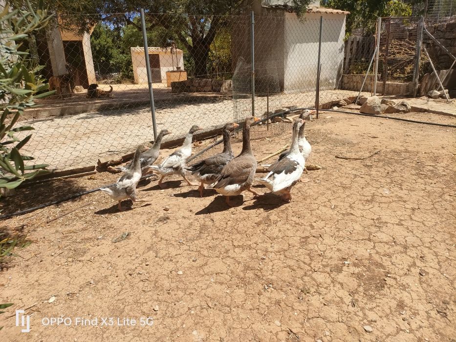 Galinhas, galos, perus, frangos, gansos.