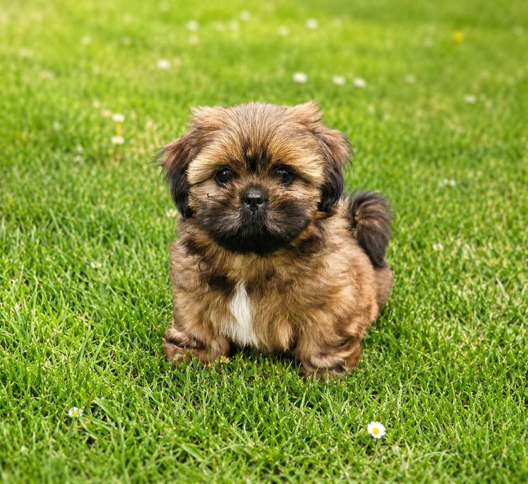 Shih Tzu suczka szczeniaczek z rodowodem