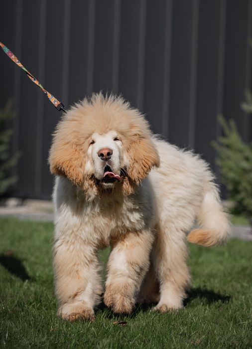 Тібетський мастиф