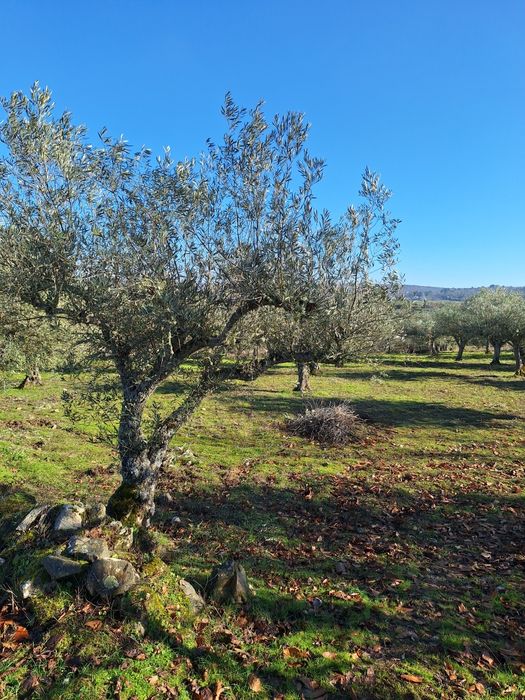 Terreno de Cultura Beira Alta