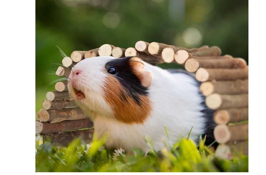 - 50% taniej* nowy domek 50zł