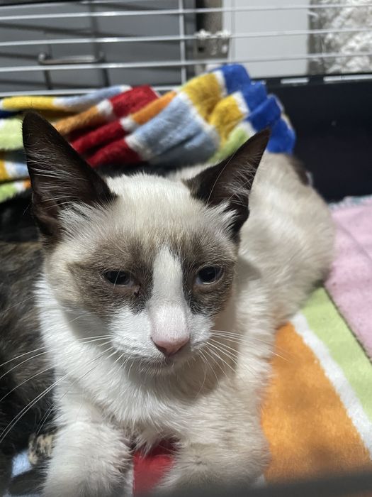 Gatinhos para adoção responsável