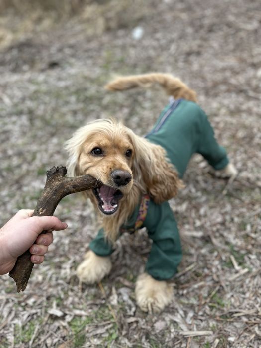 Вʼязка англійський кокер-спаніель