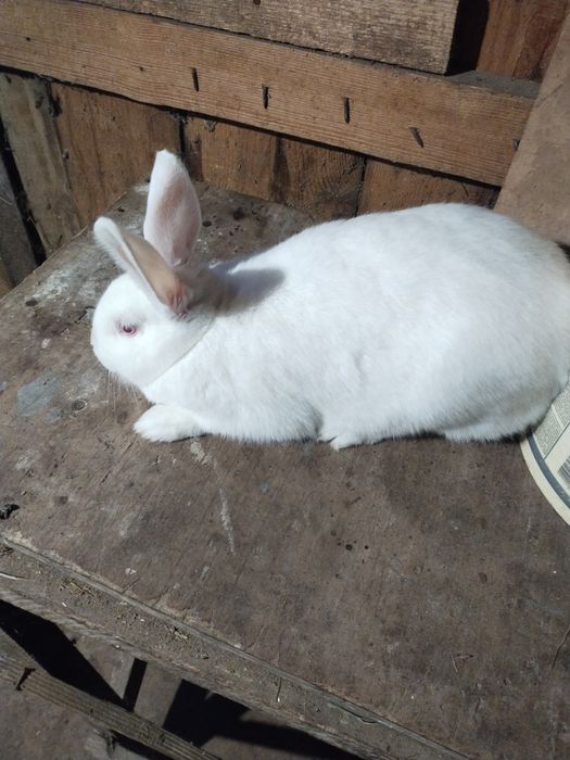 Продаю кролі на м'ясо