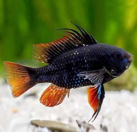 Ramireza Czarna Black