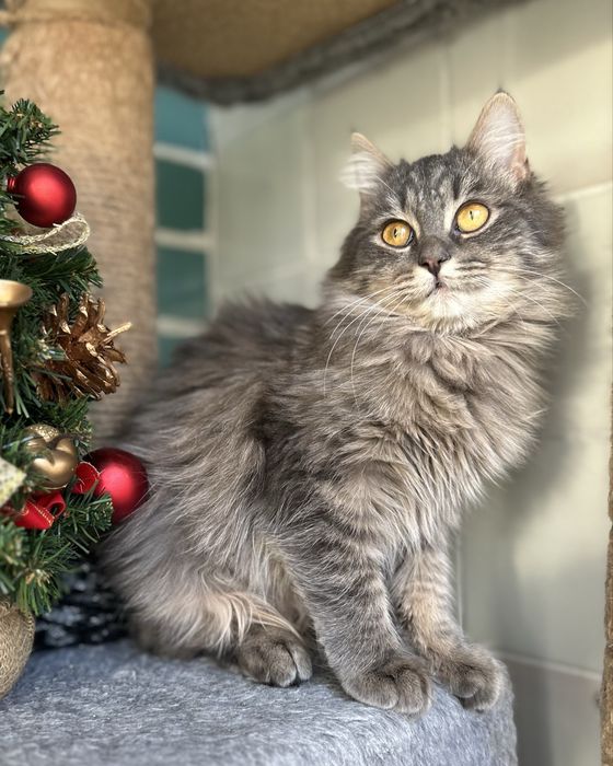 Пухнаста сибірська кішка 7-8 місяців