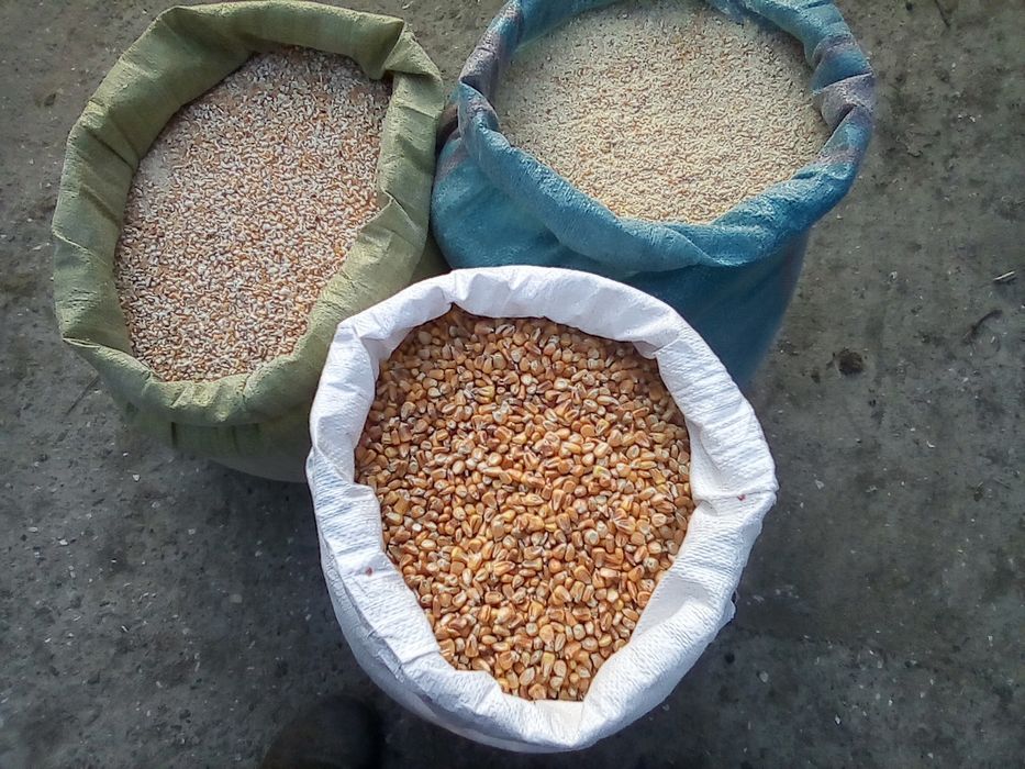 Kukurydza workowana cała lub mielona   worki 25 kg, big bag 1000kg