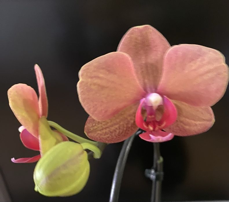 Орхідея Сурф Сонг (Surf Song)