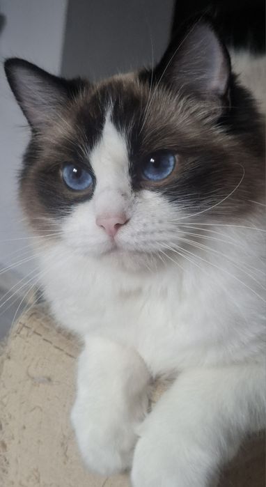 Koteczka seal bi color Fpl