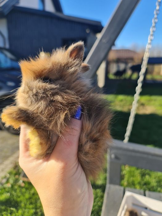 Króliczki Karzełki teddy