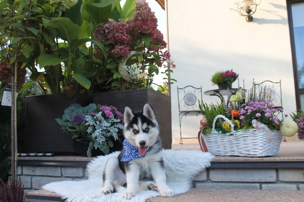 Siberian Husky-śliczny piesek