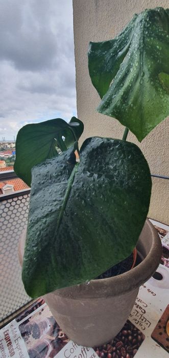 Monstera ou costela de Adão planta