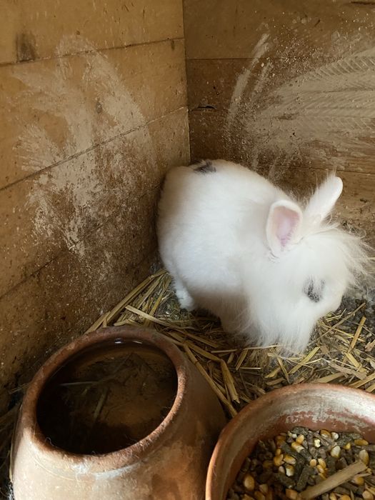 Coelhos anões  ainda não tem um ano