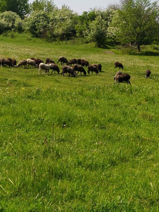 Вівці романовської породи, молодняк